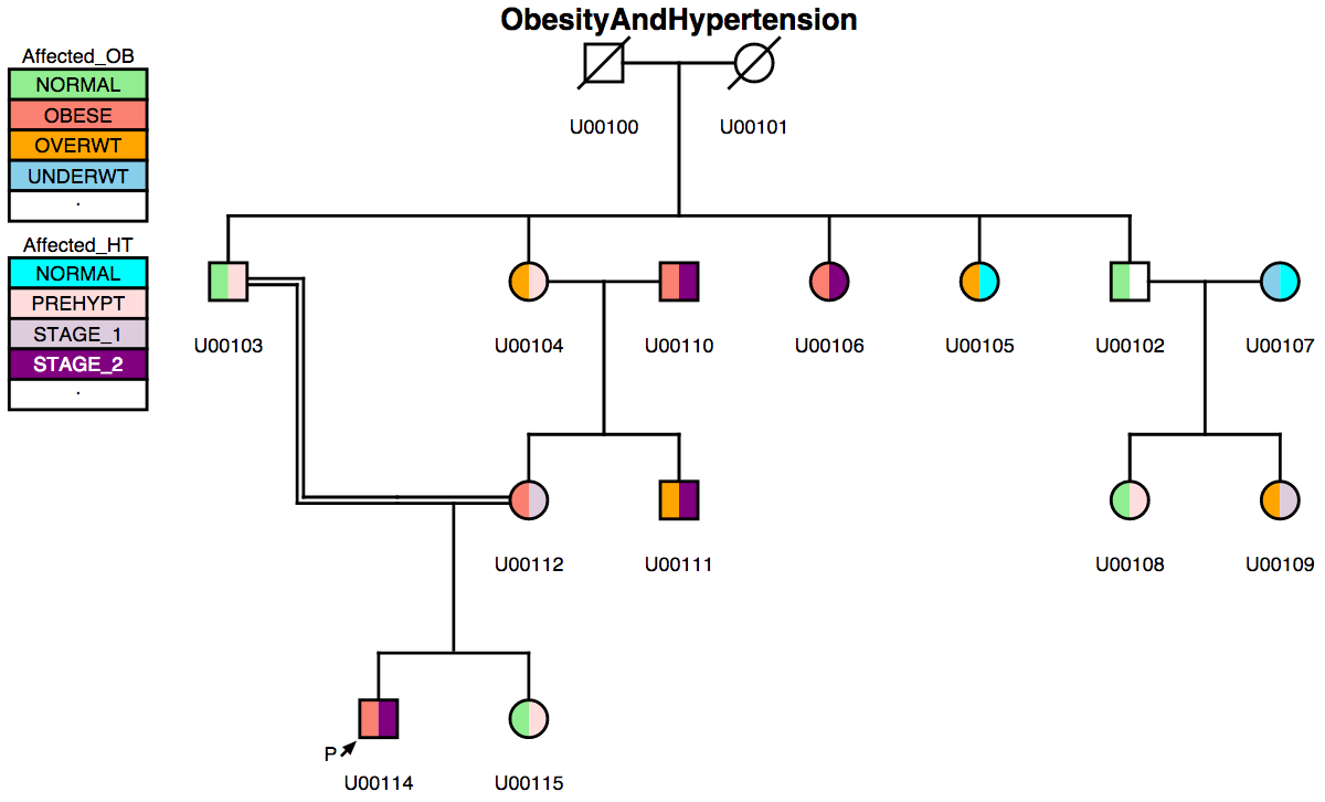A pedigree drawing created by the Madeline software.
