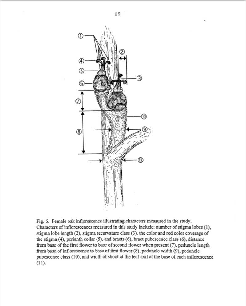 An annotated image of a remale oak inflorescence
