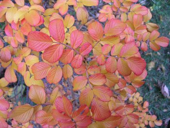 Rose leaves in the fall.